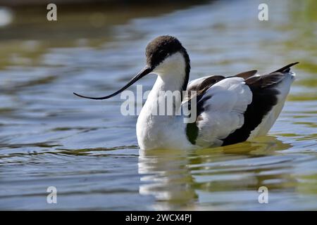 Francia, Doubs, fauna selvatica, uccelli, Pied Avocet (Recurvirostra avosetta) Foto Stock