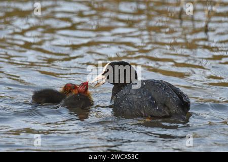 Francia, Doubs, fauna selvatica, uccelli, Coot (Fulica atra), dare da mangiare ai pulcini Foto Stock