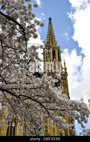 Francia, Haut Rhin, Thann, centro città, ciliegi in fiore, chiesa collegiata di Saint-Thiébaut Foto Stock