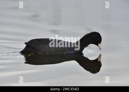 Francia, Doubs, fauna selvatica, uccelli, Coot (Fulica atra) Foto Stock