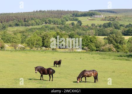 Cavalli e pony pascolano in un prato nella campagna rurale al sole Foto Stock