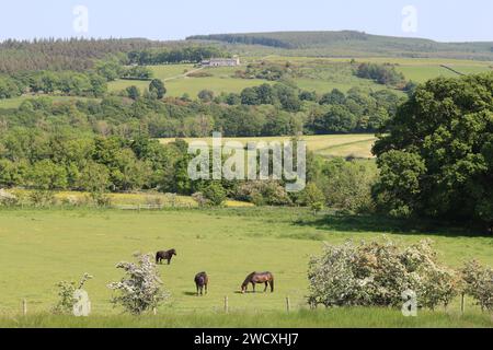 Cavalli e pony pascolano in un prato nella campagna rurale al sole Foto Stock