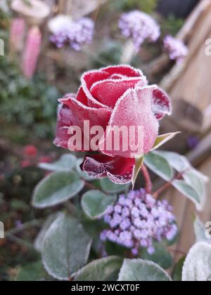 Primo piano verticale di una rosa ricoperta di gelo Foto Stock
