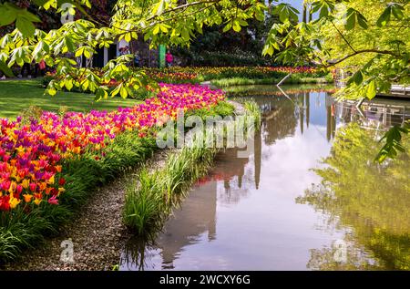 Aiuole di tulipani colorati nei giardini botanici di Trauttmansdorff, Merano in alto Adige, provincia di Bolzano, Italia, 21 maggio 2023 Foto Stock