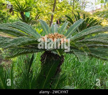 Cycad (cycas revoluta), pianta fiore e frutta Foto Stock