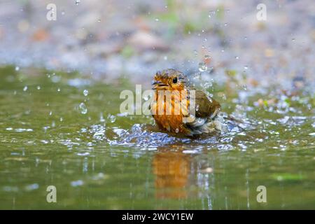 European robin (erithacus rubecula) che fa il bagno e spruzza in acque poco profonde dallo stagno/rivulet Foto Stock