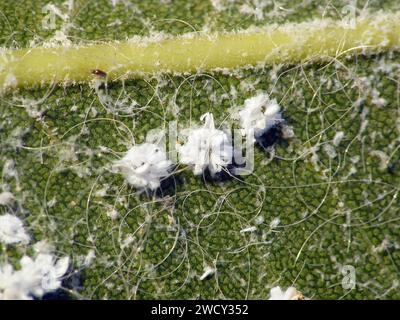 L'Aleurodicus dispersus, la spirale bianca, è una specie di piccolo insetto bianco che succhia la linfa, un vero insetto dell'ordine Hemiptera. Larve. Foto Stock