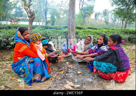 17 gennaio 2024 Sylhet-Bangladesh: Bambini e anziani soffrono a causa della crescente gravità dell'inverno. Soprattutto i residenti dei giardini del tè a Sylhet perché gli inverni sono più severi nei giardini del tè. Alcune donne e bambini prendono il calore del fuoco bruciando foglie morte e cadute per ottenere un po' di calore nel giardino da tè Tarapur. Negli ultimi giorni, la temperatura è calata in tutto il paese a causa di una forte ondata di freddo. Soffia anche il vento freddo. Di conseguenza, la vita delle persone è stata interrotta a causa dell'aumento della gravità dell'inverno. Il 17 gennaio 2024 Sylhet, Foto Stock