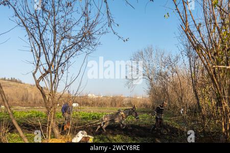 Uomini turchi, operai sul campo che arano il terreno con un asino nei giardini Hevsel di Diyarbakir in Turchia Foto Stock