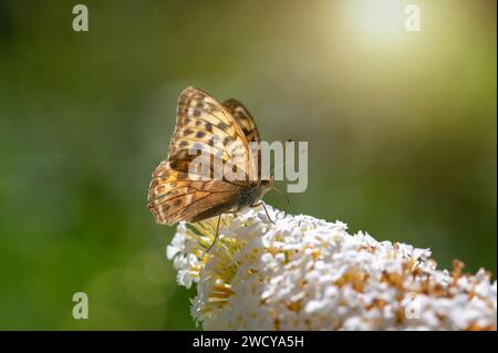 Farfalla "Emperor Mantle" (Argynnis paphia) sulla buddleia bianca nella natura verde Foto Stock