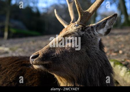 Sika Deer, cervo nippon Foto Stock