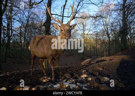 Alimentazione dei cervi Sika Foto Stock