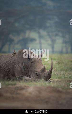 agghiacciante rinoceronte bianco al lago naivasha in kenya Foto Stock