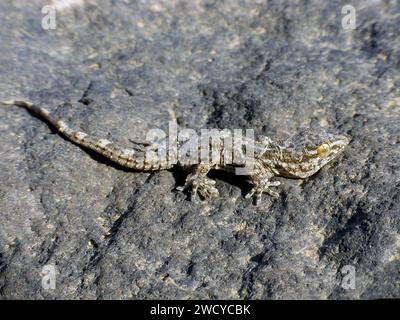 East Canary Gecko, Wall gecko Tarentola angustimentalis, su pietra, Isole Canarie, Fuerteventura. Foto Stock