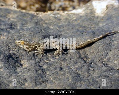 East Canary Gecko, Wall gecko Tarentola angustimentalis, su pietra, Isole Canarie, Fuerteventura. Foto Stock