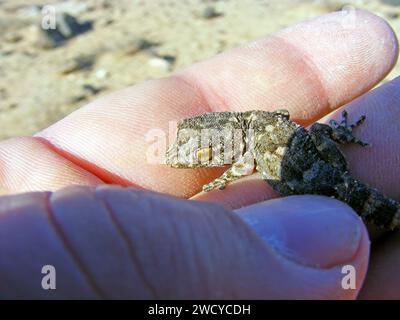 East Canary Gecko, Wall gecko Tarentola angustimentalis, su pietra, Isole Canarie, Fuerteventura. Foto Stock