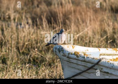 Woodpigeon (Columba palumbus) arroccato sulla prua di una barca a Leigh on Sea, Essex Foto Stock