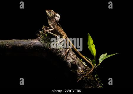 ritratto di un'iguana cascata Foto Stock