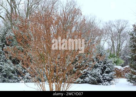 La mattina dopo la nevicata. Foto Stock