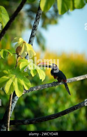 Primo piano di un aracari dal fuoco Foto Stock