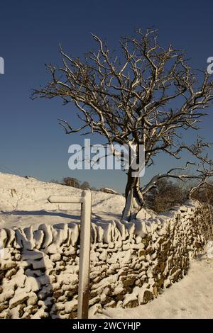 Winter Wonderland innevato su Whitehill Lane, Lothersdale, The Yorkshire Dales, North Yorkshire, Inghilterra, REGNO UNITO Foto Stock