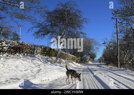 Una Direwold (Inuit settentrionale) che si gode di un paesaggio innevato invernale su Whitehill Lane, Lothersdale, Yorkshire Dales, North Yorkshire, Inghilterra, REGNO UNITO Foto Stock