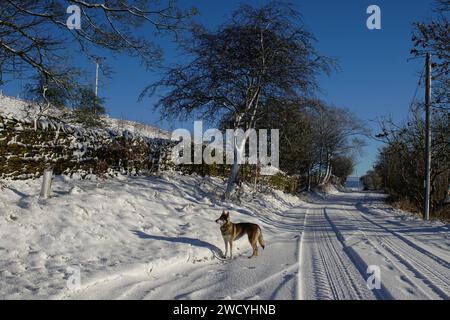 Una Direwold (Inuit settentrionale) che si gode di un paesaggio innevato invernale su Whitehill Lane, Lothersdale, Yorkshire Dales, North Yorkshire, Inghilterra, REGNO UNITO Foto Stock