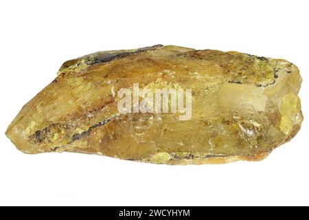 rame del Madagascar isolato su sfondo bianco Foto Stock