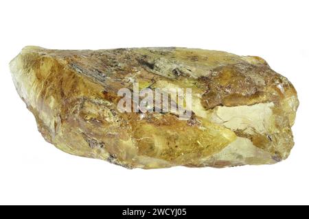 rame del Madagascar isolato su sfondo bianco Foto Stock