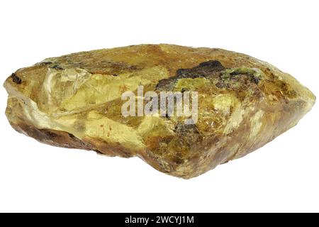 rame del Madagascar isolato su sfondo bianco Foto Stock