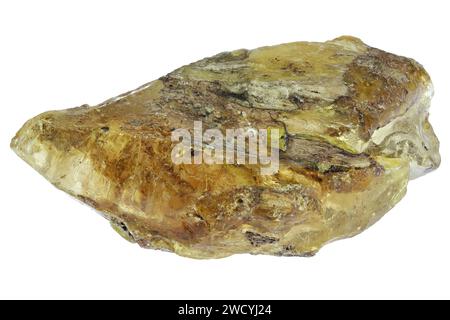 rame del Madagascar isolato su sfondo bianco Foto Stock