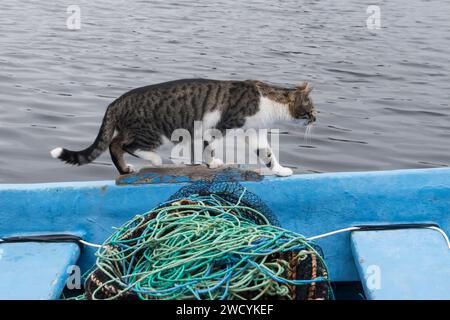 Gatta da strada donna su un peschereccio marino Foto Stock