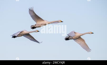 Bewick's Swan (Cygnus columbianus bewickii), Flying Foto Stock