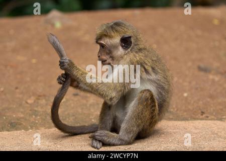 Curiosa scimmia divertente che gioca con la coda. Conosciuto anche come Rhesus macaque o coda lunga balinese Foto Stock