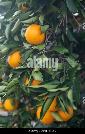 Arance mature su un albero Foto Stock