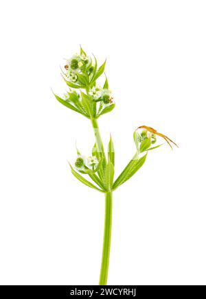 Cannuccia di gatto isolata su sfondo bianco, Galium aparine Foto Stock