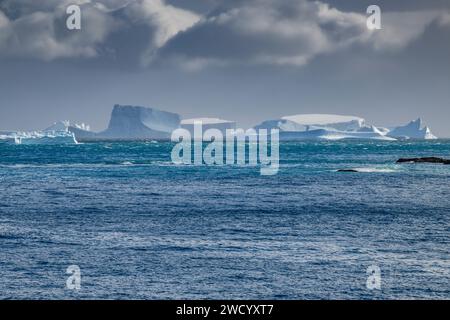 Iceberg nella baia di Cooper e nel fiordo di Drygalski, nell'isola della Georgia del Sud, numerosi a causa della rottura della piattaforma di ghiaccio antartica, scolpita dalle onde durante il viaggio Foto Stock