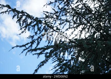 Cedar, Atlas cedar (Cedrus atlantica) è una specie di albero della famiglia dei pini delle Pinaceae Foto Stock