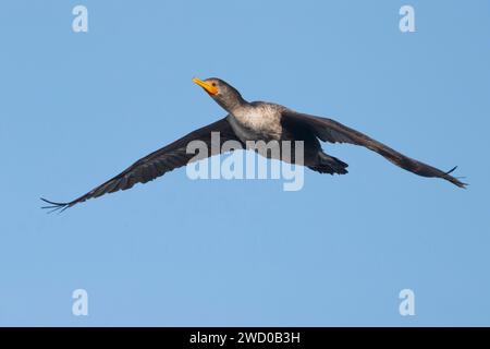 Cormorano a doppia cresta (Phalacrocorax auritus), in volo, Azzorre, Sao Miguel, Mosteiros Foto Stock