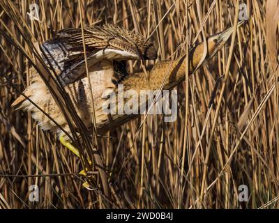 Amaro eurasiatico (Botaurus stellaris), arroccato in canna, Italia, Toscana Foto Stock