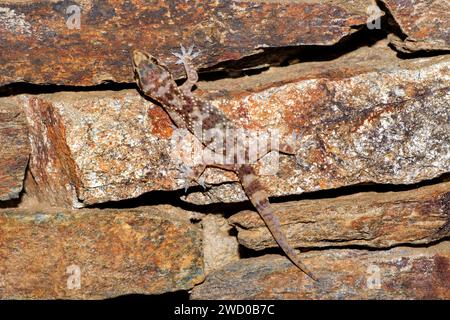 Geco turco, geco mediterraneo (Hemidactylus turcicus), su un muro di pietra, vista dorsale, Francia, Hyeres Foto Stock