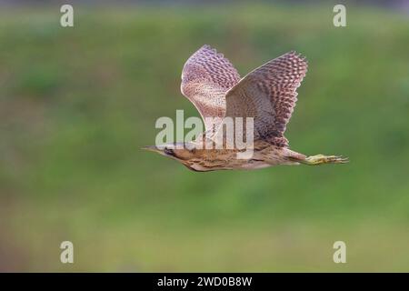 Bittern eurasiatico, bittern grande (Botaurus stellaris), in volo, vista laterale, Italia, Toscana Foto Stock