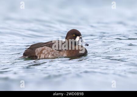 Greater Saup (Aythya marila), donne che nuotano su un lago, Azzorre, Sao Miguel Foto Stock