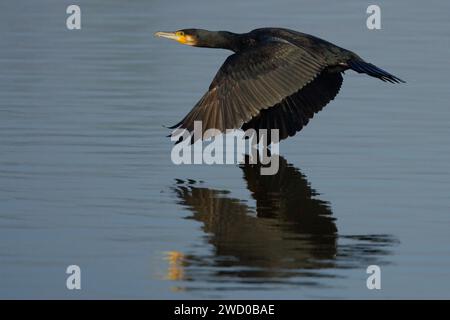 Ottimo cormorano (Phalacrocorax carbo), in volo sulla superficie dell'acqua, vista laterale, Italia, Toscana Foto Stock