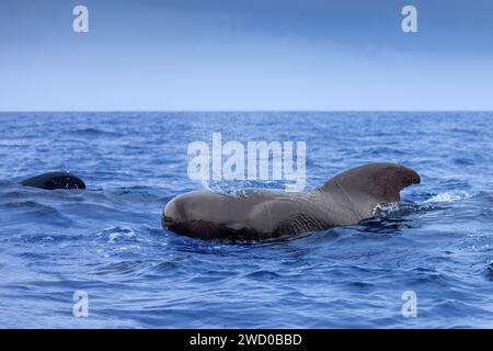 Balena pilota alettata a lungo, balena Pothead, balena Caaing, balena pilota Longfin, balena pilota atlantica, pesce nero, balena pilota alettato a corto (Globicephala mel Foto Stock