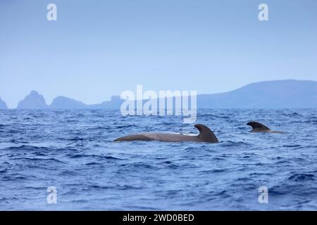 Balena pilota alettata a lungo, balena Pothead, balena Caaing, balena pilota Longfin, balena pilota atlantica, pesce nero, balena pilota alettato a corto (Globicephala mel Foto Stock