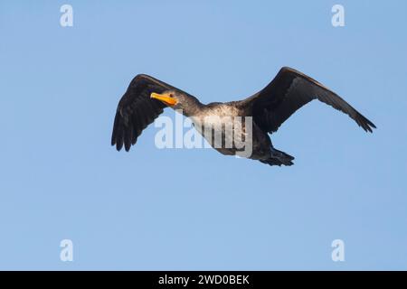 Cormorano a doppia cresta (Phalacrocorax auritus), in volo, Azzorre, Sao Miguel Foto Stock