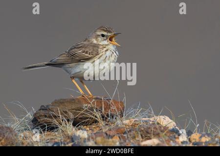 Pipit delle Canarie, Pipit di Berthelot (Anthus berthelotii), che si aggira su una pietra, Isole Canarie, Fuerteventura Foto Stock