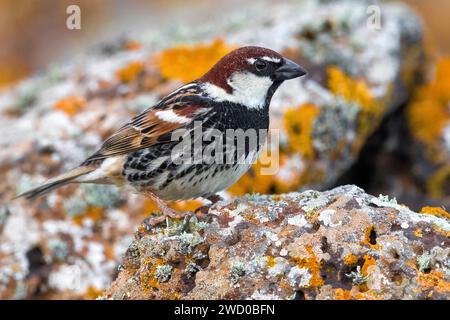 Passero spagnolo (Passer hispaniolensis), arroccato su una pietra, Isole Canarie, Fuerteventura Foto Stock