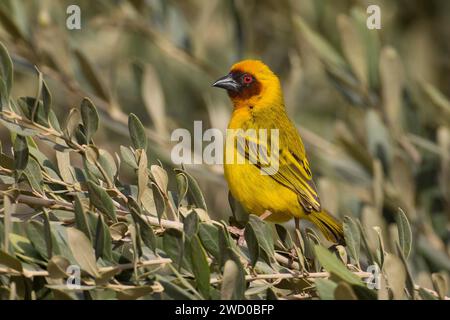 Ruppell's weaver (Ploceus galbula), uomo che si arrocca su un ramoscello, vista laterale, Kuwait City, Kuwait City Foto Stock